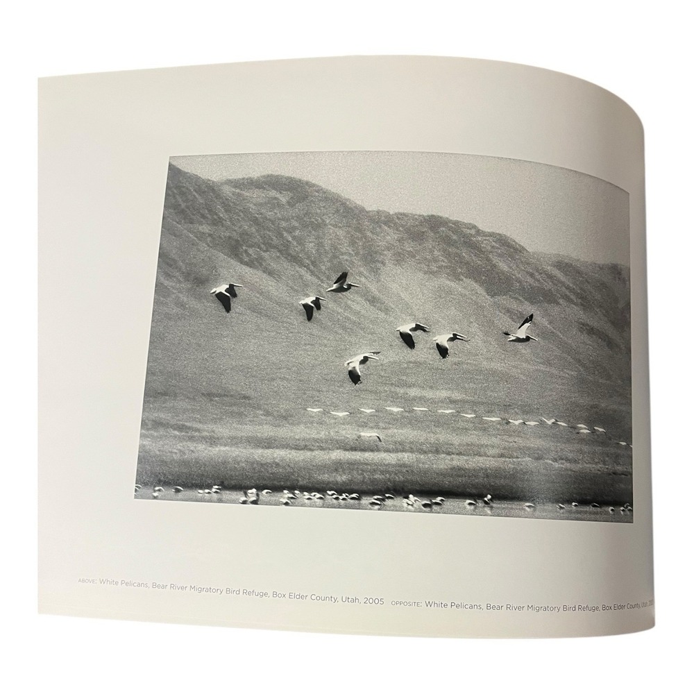 Wild Birds of the American Wetlands B&W Photo Coffee‎ Table Book Rosalie Winard - Picture 7 of 10